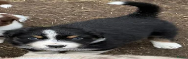 Black Tri