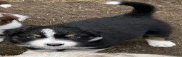 Australian Shepherd honden te koop: Nog 4 Australische Herder pups beschikbaar! - Advertentie 3