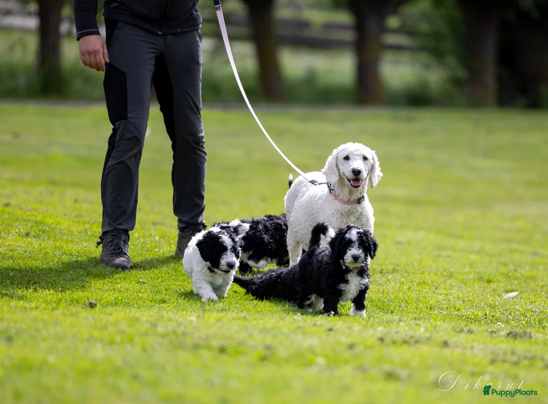 Galerij afbeelding {{count}}