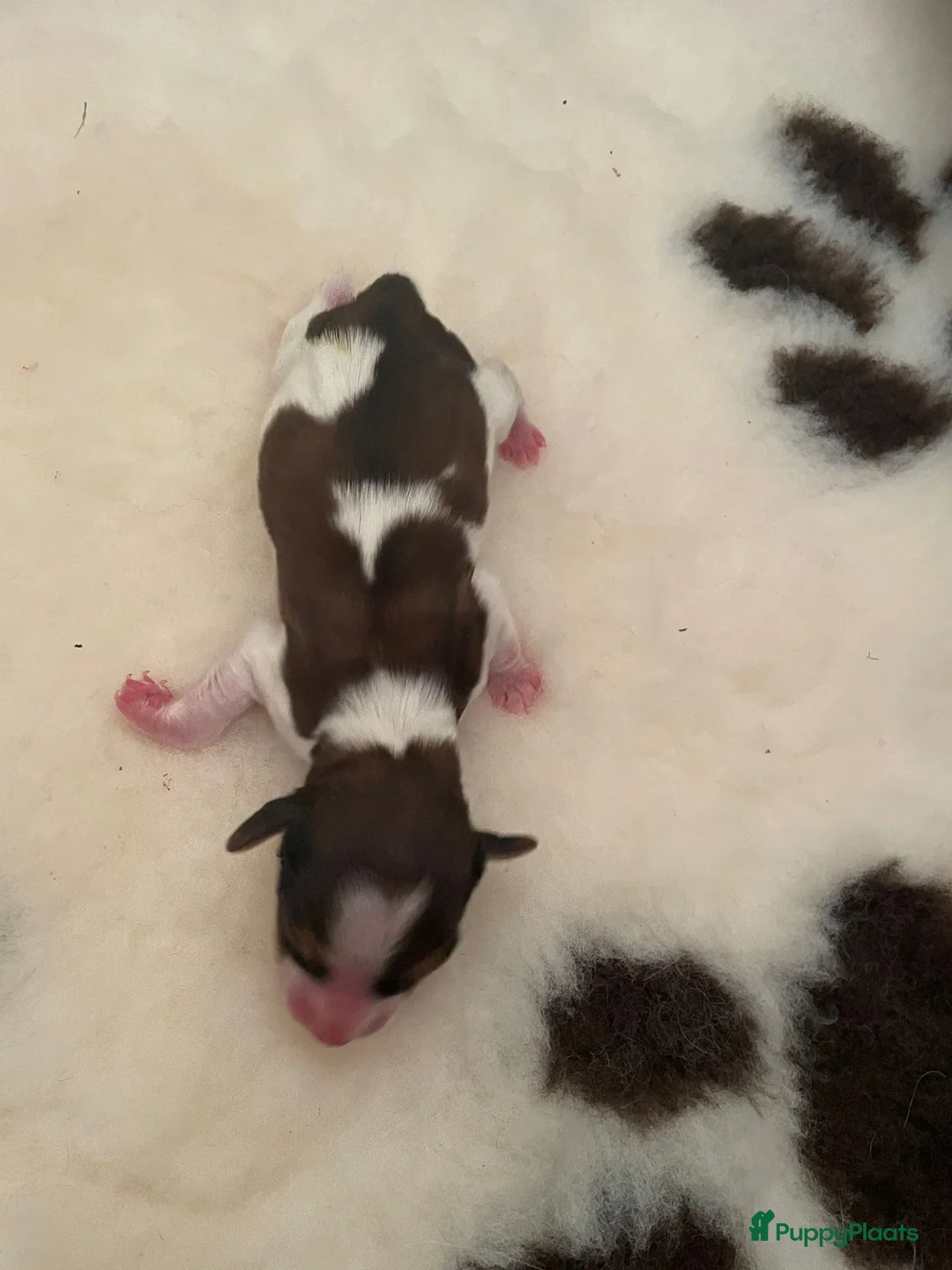 Kooikerhondje honden te koop: Raszuivere Kooiker pups te koop. - Advertentie 7