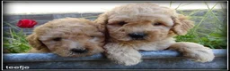 Labradoodle honden te koop: Labradoodle medium pups - Advertentie 5
