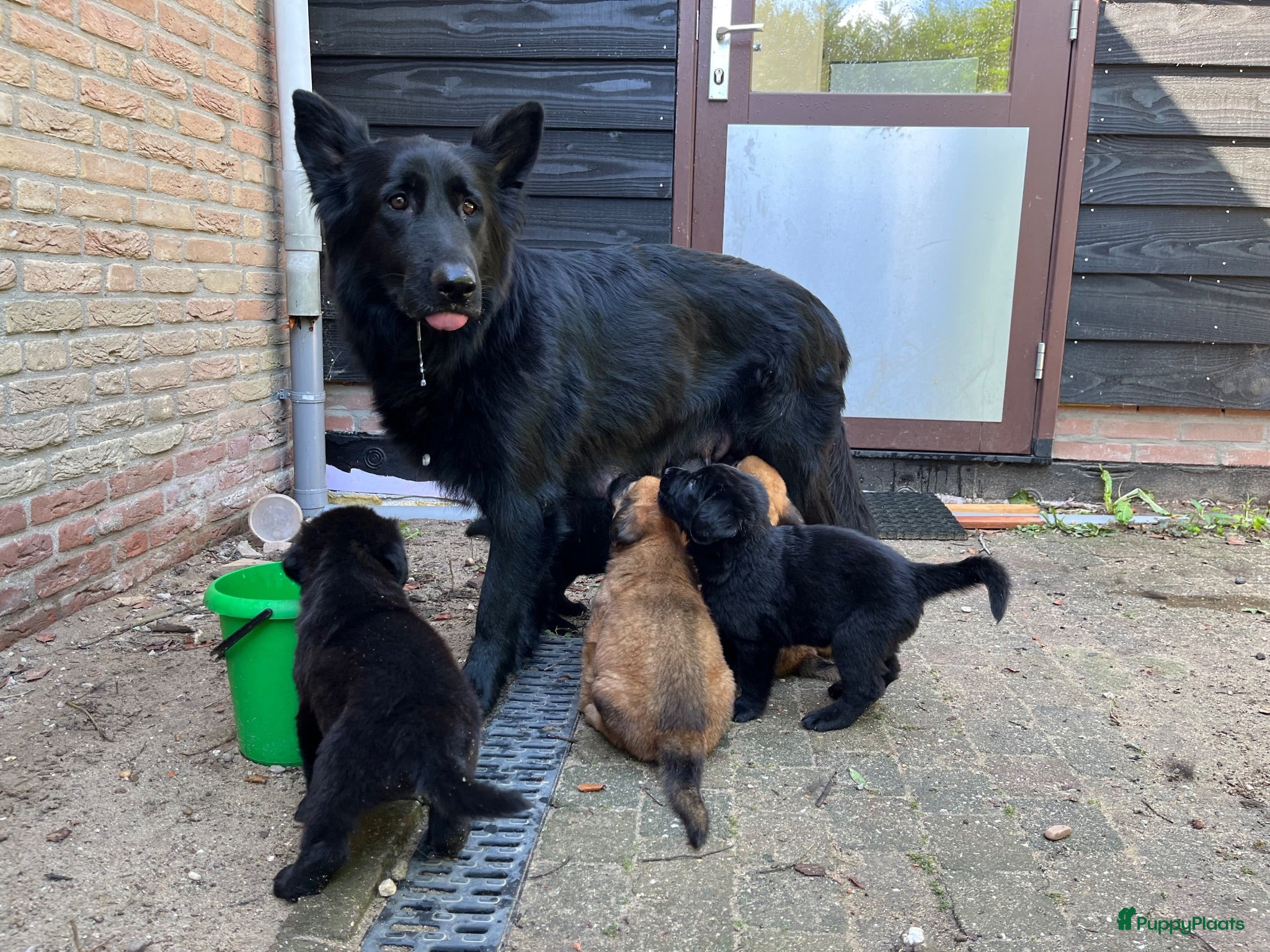 Kruising honden 9 pups Oudduitse herder x Golden retriever - Advertentie 1