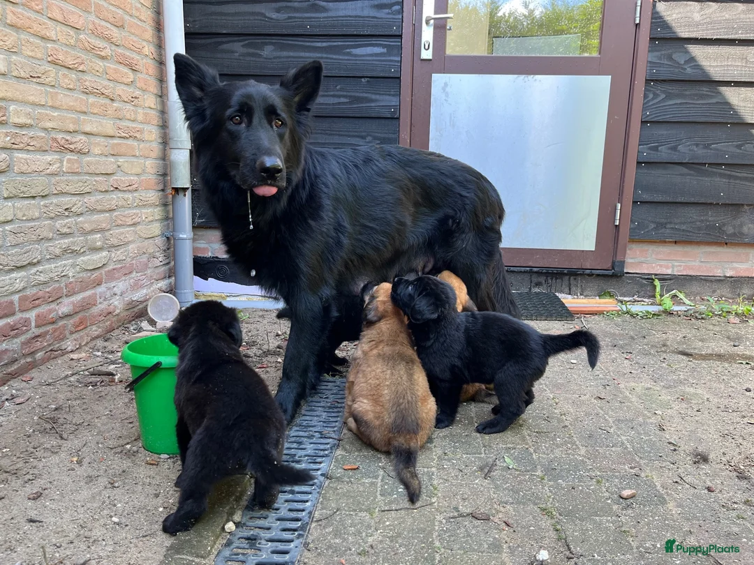 Kruising honden te koop: 9 pups Oudduitse herder x Golden retriever in Oosterbeek - Advertentie 1