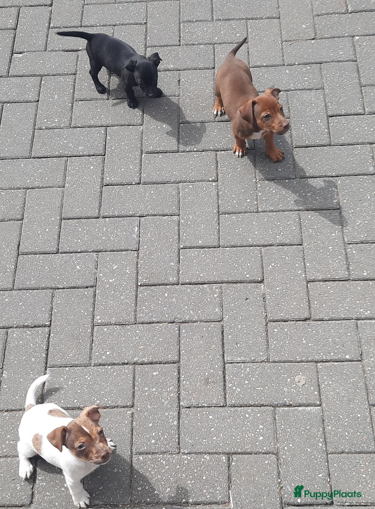 Jack Russel Terriër honden Jack russel pups REUTJES - Advertentie 2