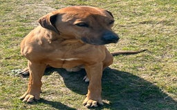 Rhodesian Ridgeback honden te koop: Rhodesian Ridgeback pups - Afbeelding 15