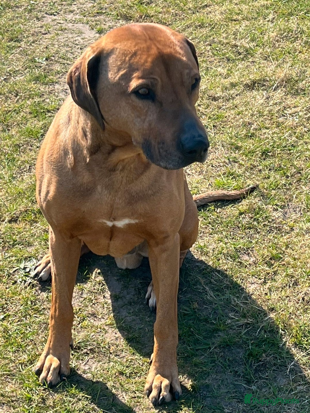 Rhodesian Ridgeback honden te koop: Rhodesian Ridgeback pups - Afbeelding 15