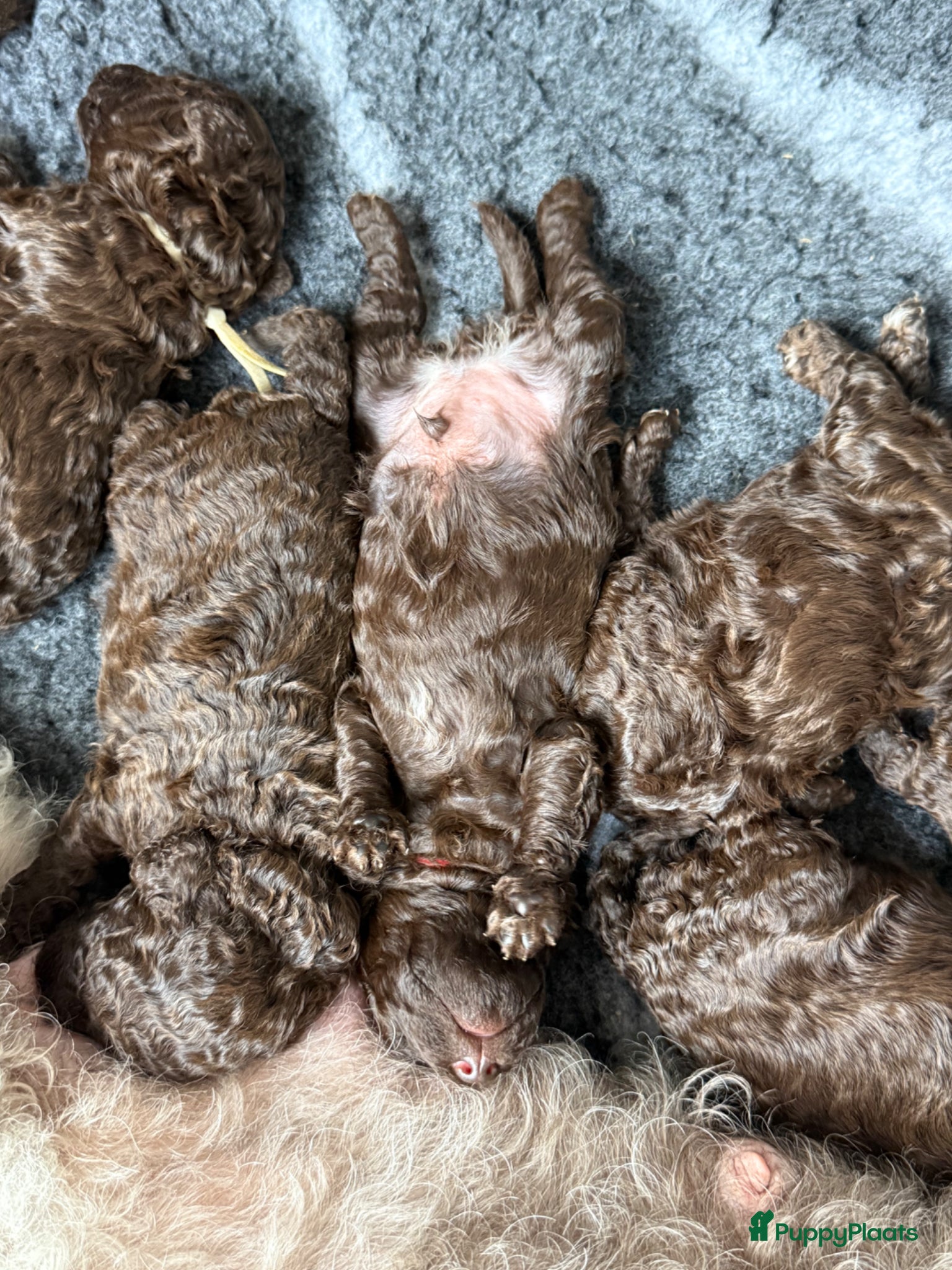 Kruising honden Prachtige hypoallergene pups uit geteste ouders - Advertentie 3