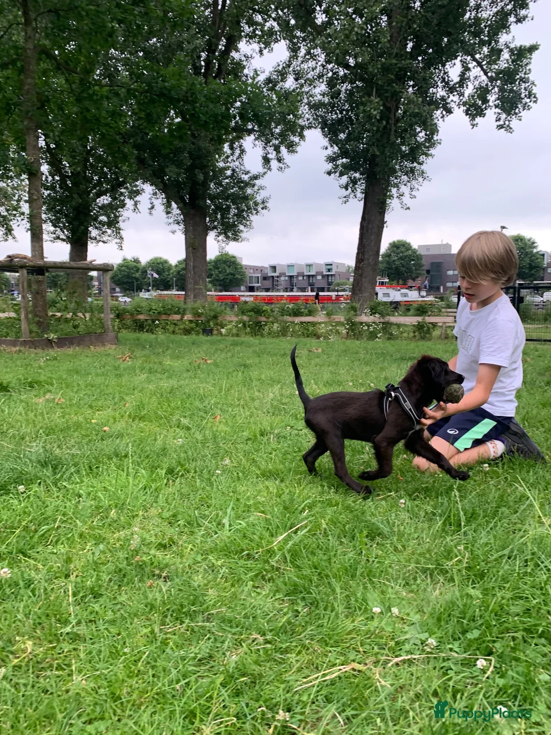 Kruising honden te koop: Mylo, allerliefste puppy 4 maanden  - Advertentie 6