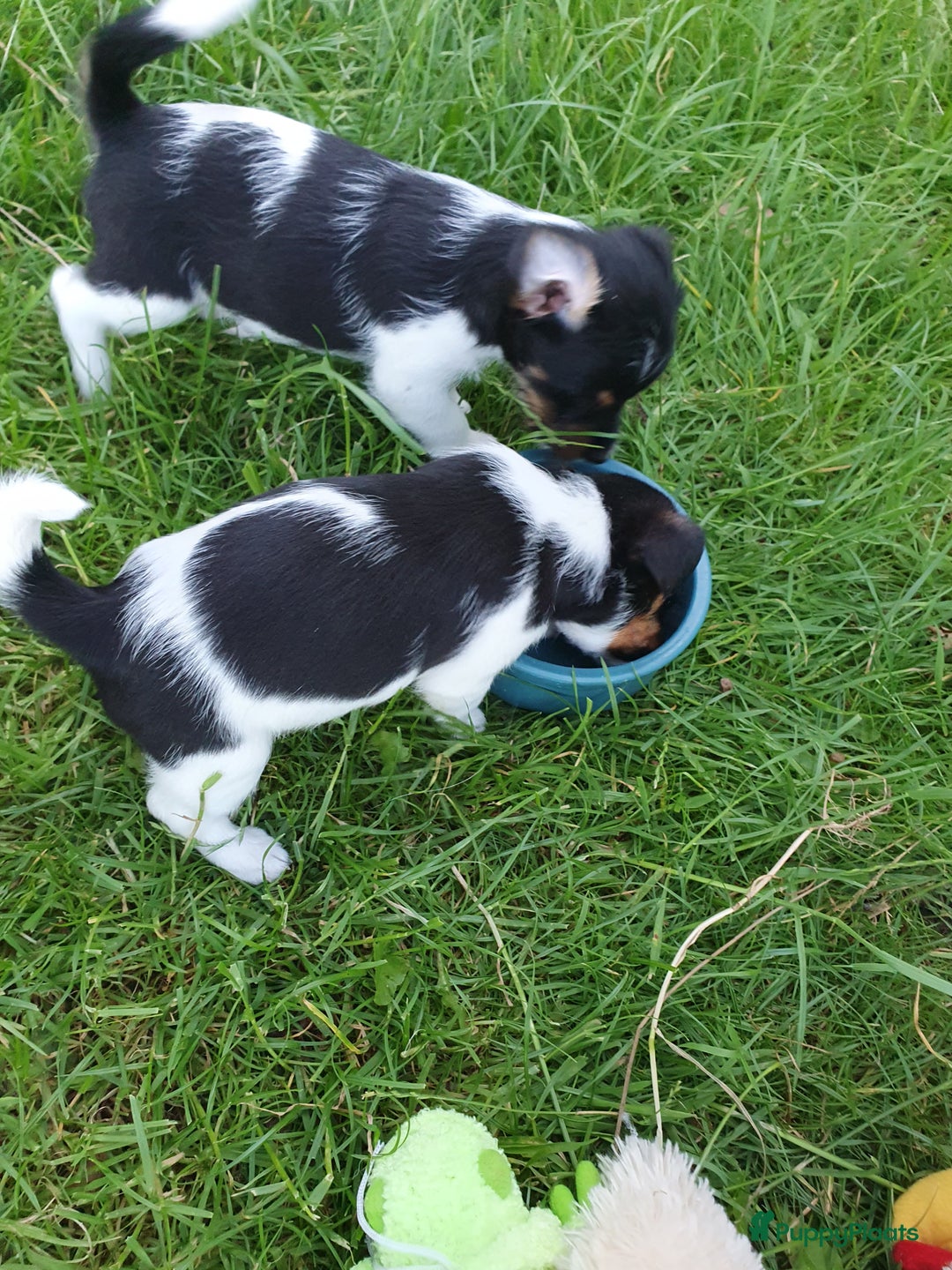 Jack Russel Terriër honden te koop: Lieve ruwharige JACK RUSSELTJES Laagbenig, dď - Afbeelding 8