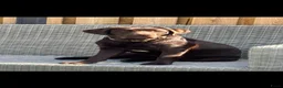 Goldador honden te koop: Goldador pups - Advertentie 5
