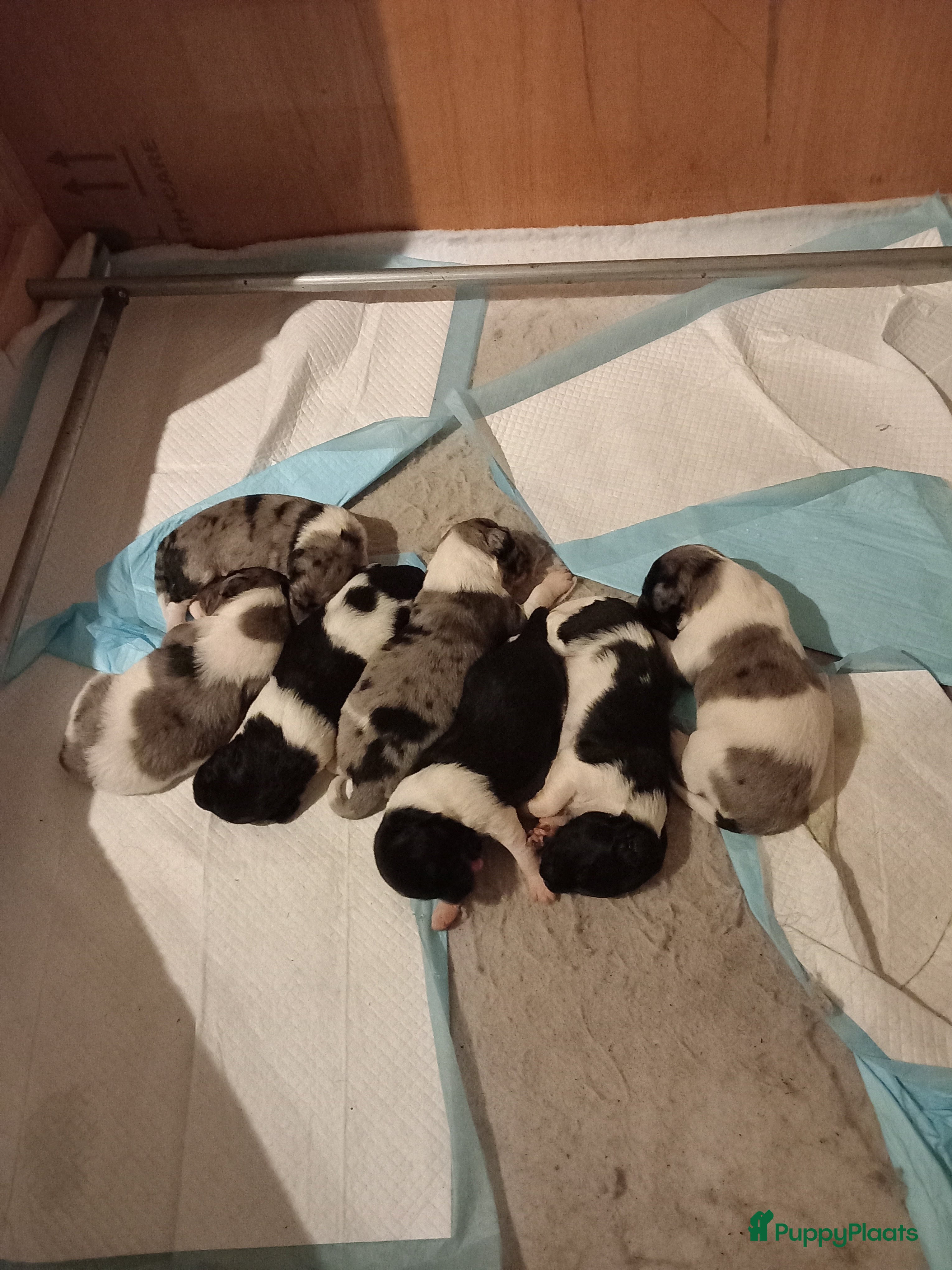 Kruising honden Friese stabij/ aussie pups - Advertentie 1