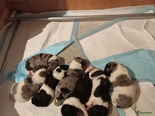 Kruising honden Friese stabij/ aussie pups - Advertentie 6