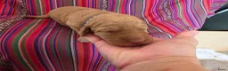 Labradoodle honden te koop: Super fijne multigen half Australian doodles🥰 - Advertentie 6