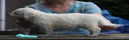 Kuvasz honden te koop: **Bijzondere Kuvasz pups uit een droomcombinatie** - Advertentie 8