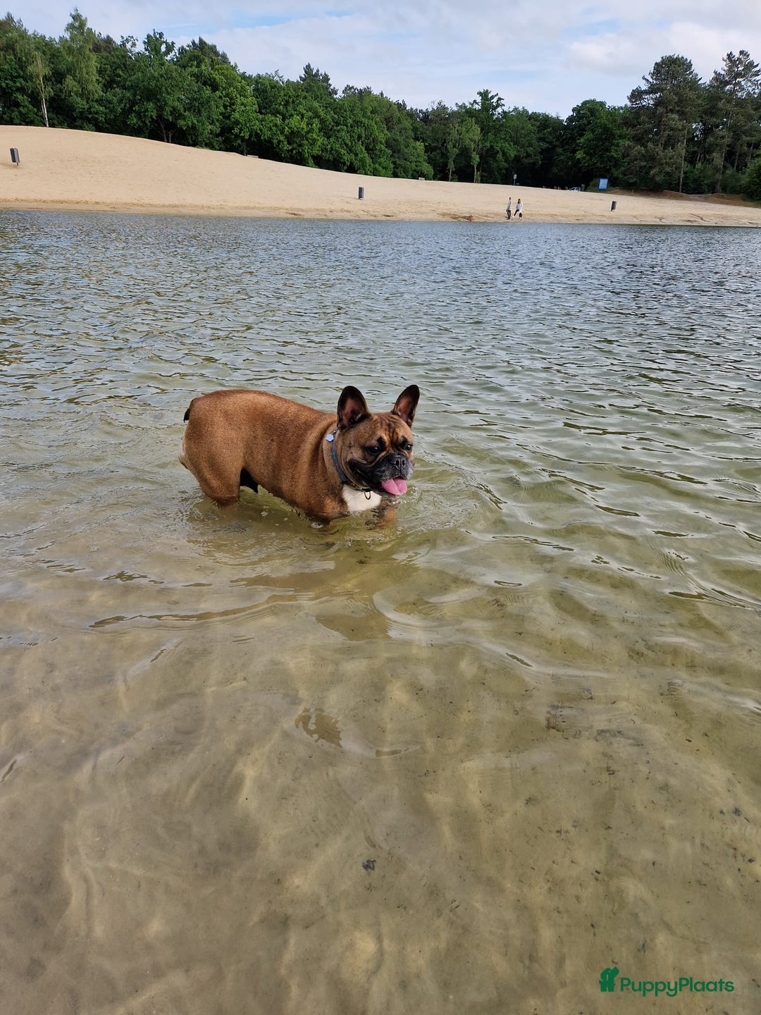 Franse Bulldog honden te koop: Fr bulldog puppy's uit geteste ouders - Advertentie 2