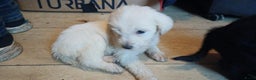 Kruising honden te koop: Ben jij het baasje van een van deze mooie puppy's? - Advertentie 20