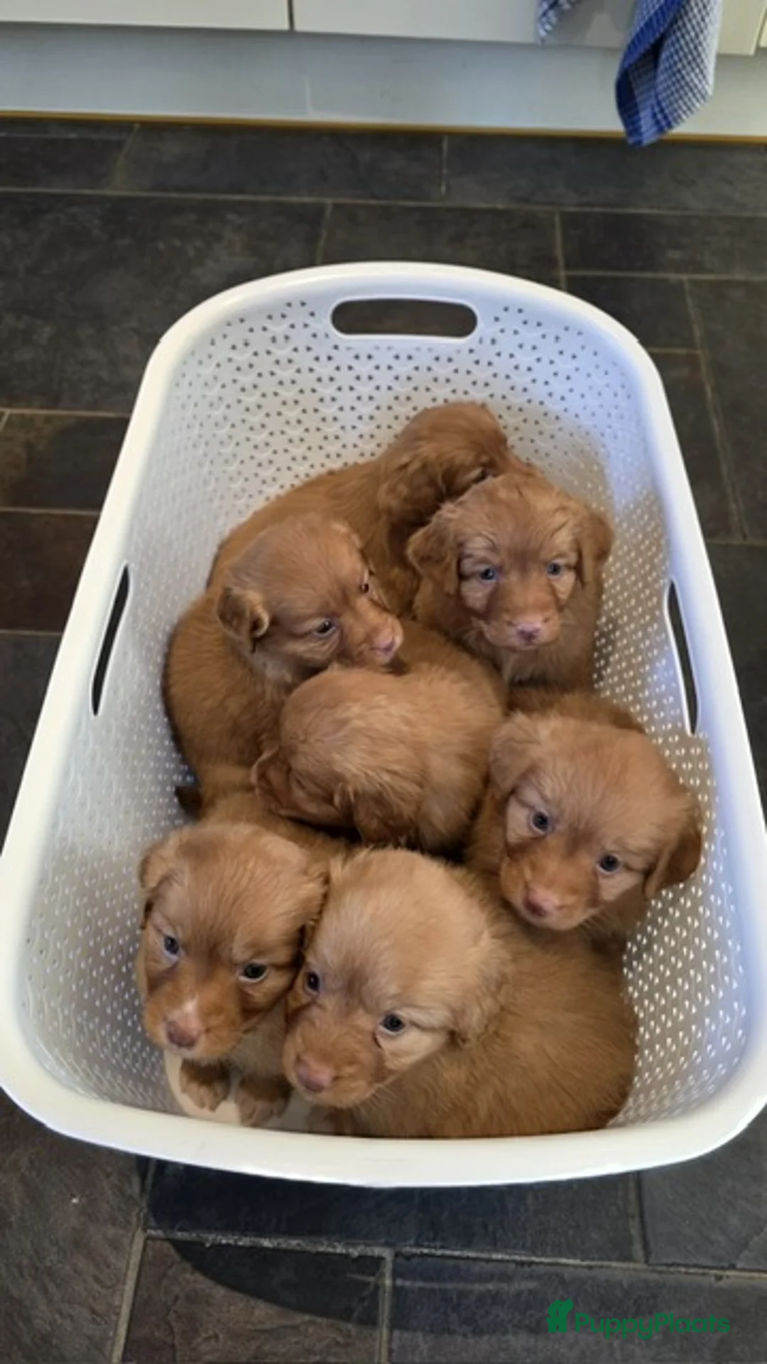 Nova Scotia Duck Tolling Retriever honden te koop: stamboompups - Advertentie 7