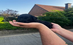 Labradoodle honden te koop: Prachtige medium labradoodle pups - Afbeelding 10