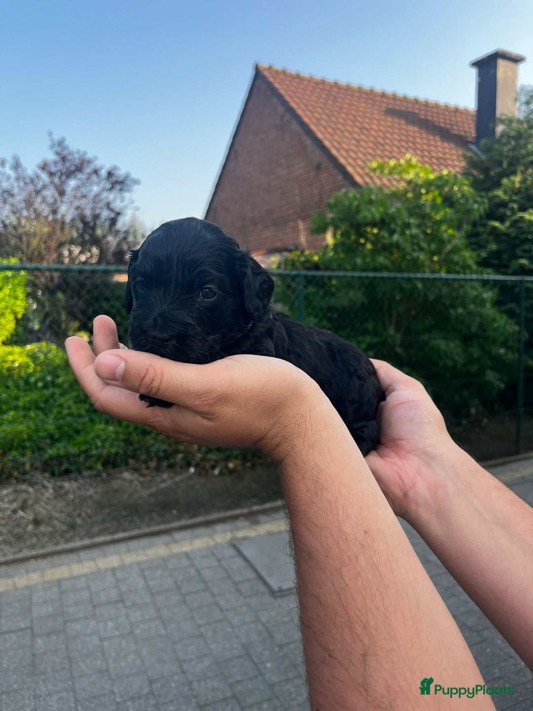 Labradoodle honden te koop: Prachtige medium labradoodle pups - Afbeelding 10