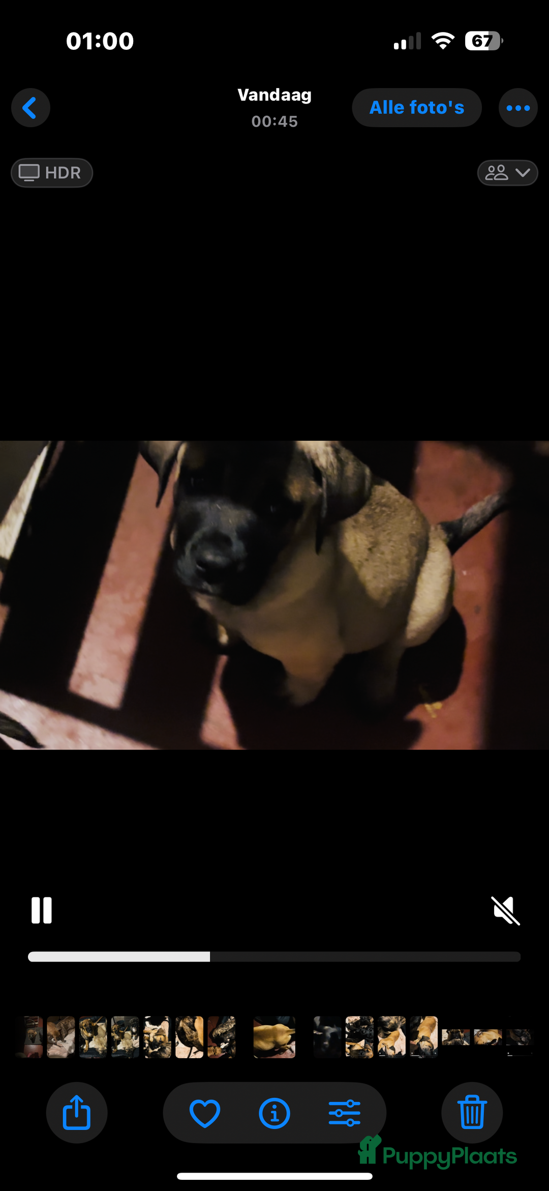 Kruising honden te koop: Mooie Presa/Fila 🥰 mastiff pups zoeken personeel  - Afbeelding 4
