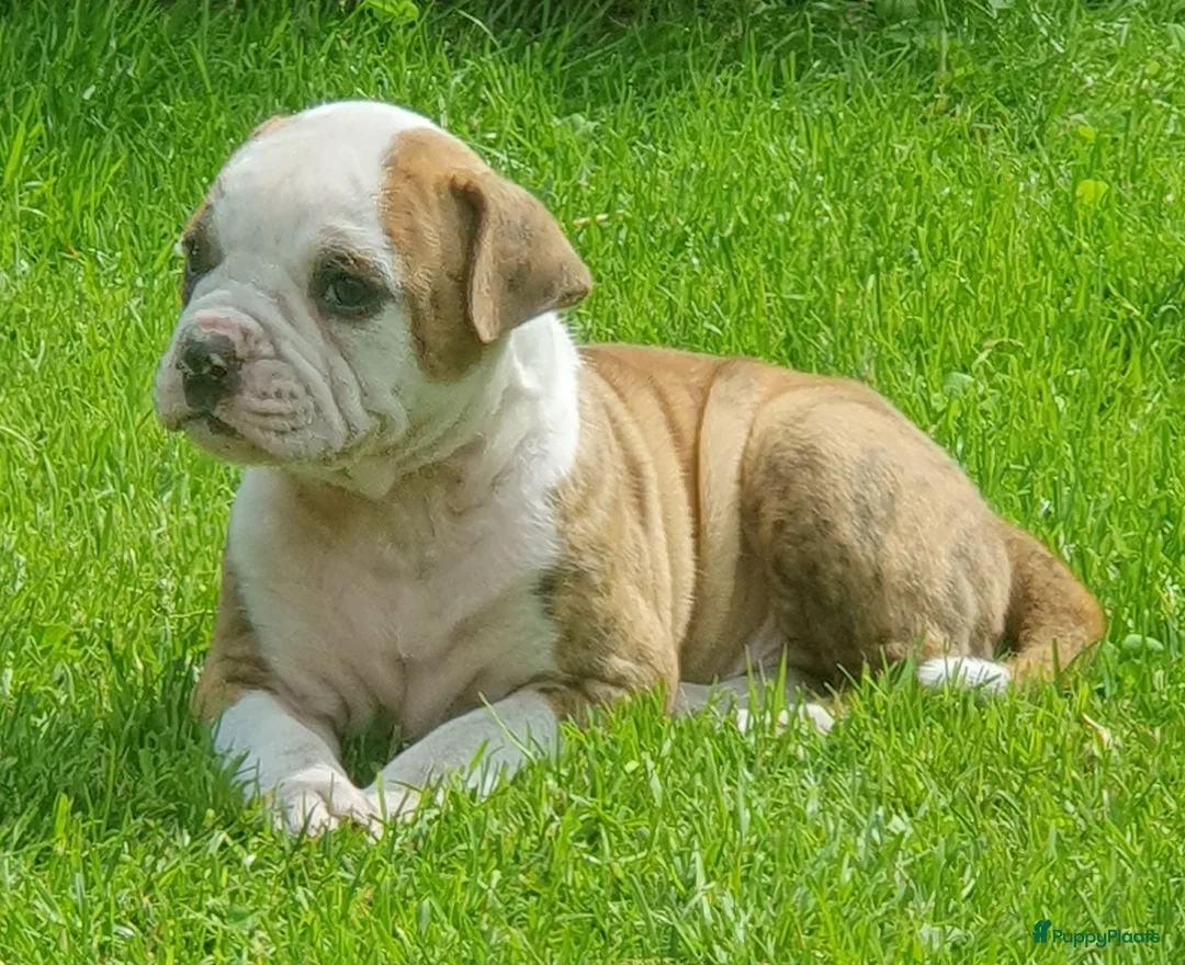 Amerikaanse Bulldog honden te koop: Mooie en gezonde Amerikaanse bulldog pups - Advertentie 2