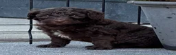 Australian Labradoodle honden te koop: Australian labradoodle met stamboom! - Advertentie 10