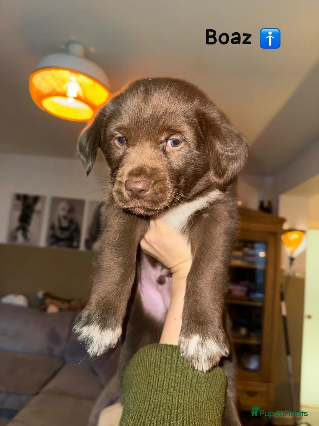 Kruising honden te koop: Lieve friese stabij x Labrador pups te koop - Advertentie 7