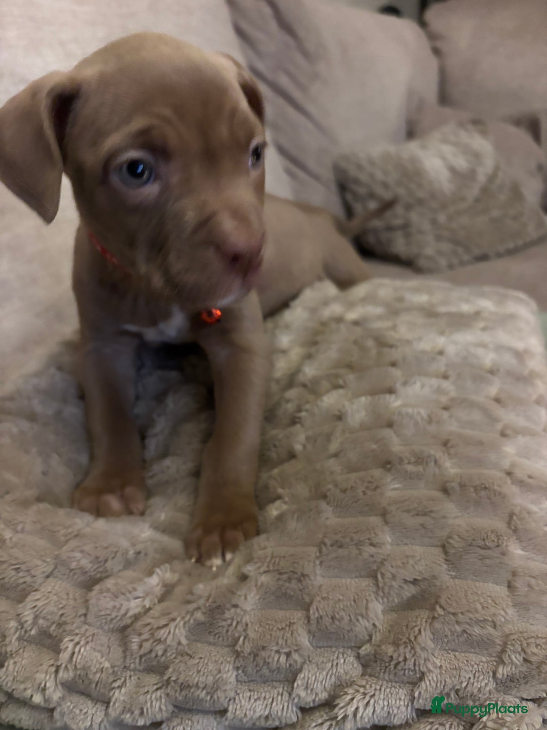 Amerikaanse Bully honden te koop: Amerikaanse bully xl - Advertentie 8