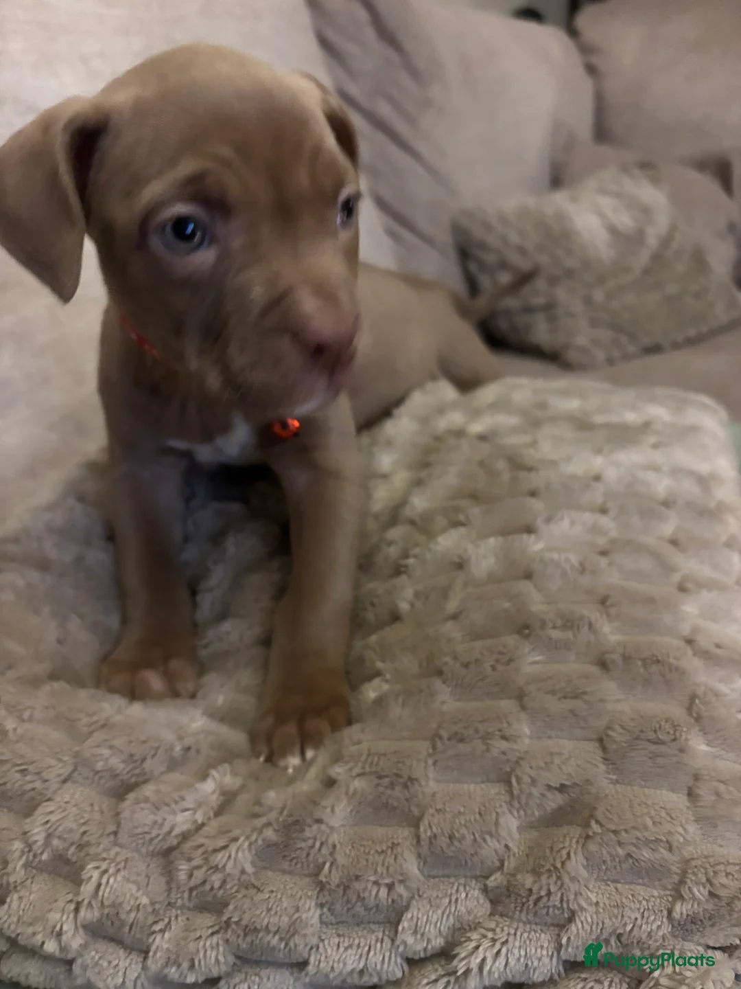 Amerikaanse Bully honden te koop: Amerikaanse bully xl - Advertentie 8