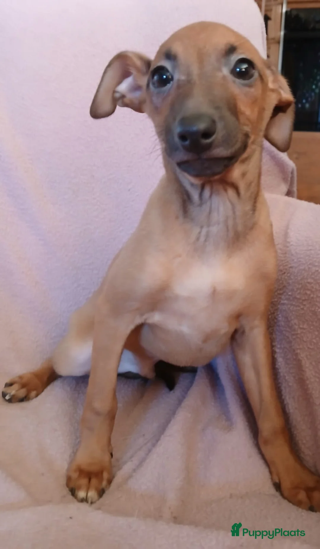 Italiaans Windhondje honden te koop: Lieve Italiaanse windhond puppy zoekt goudenmand - Advertentie 2