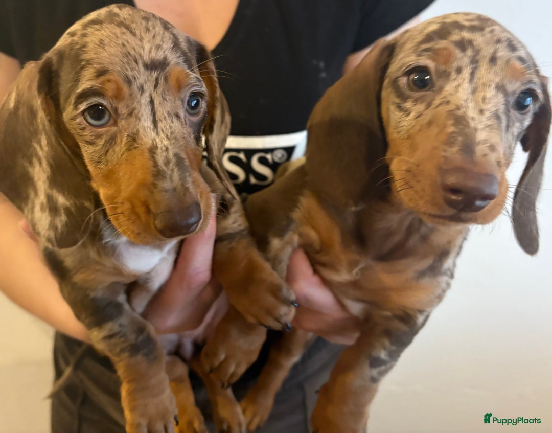 Teckel (korthaar)  honden te koop: Lieve teckel puppy’s opzoek naar gouden mandje - Advertentie 4