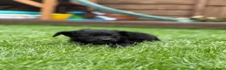 Kruising honden te koop: Lieve puppy’s 🐶  - Advertentie 5