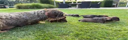Ruwhaar Teckel honden te koop: Teckel ruwhaar pups standaard FCI-stamboom - Advertentie 4