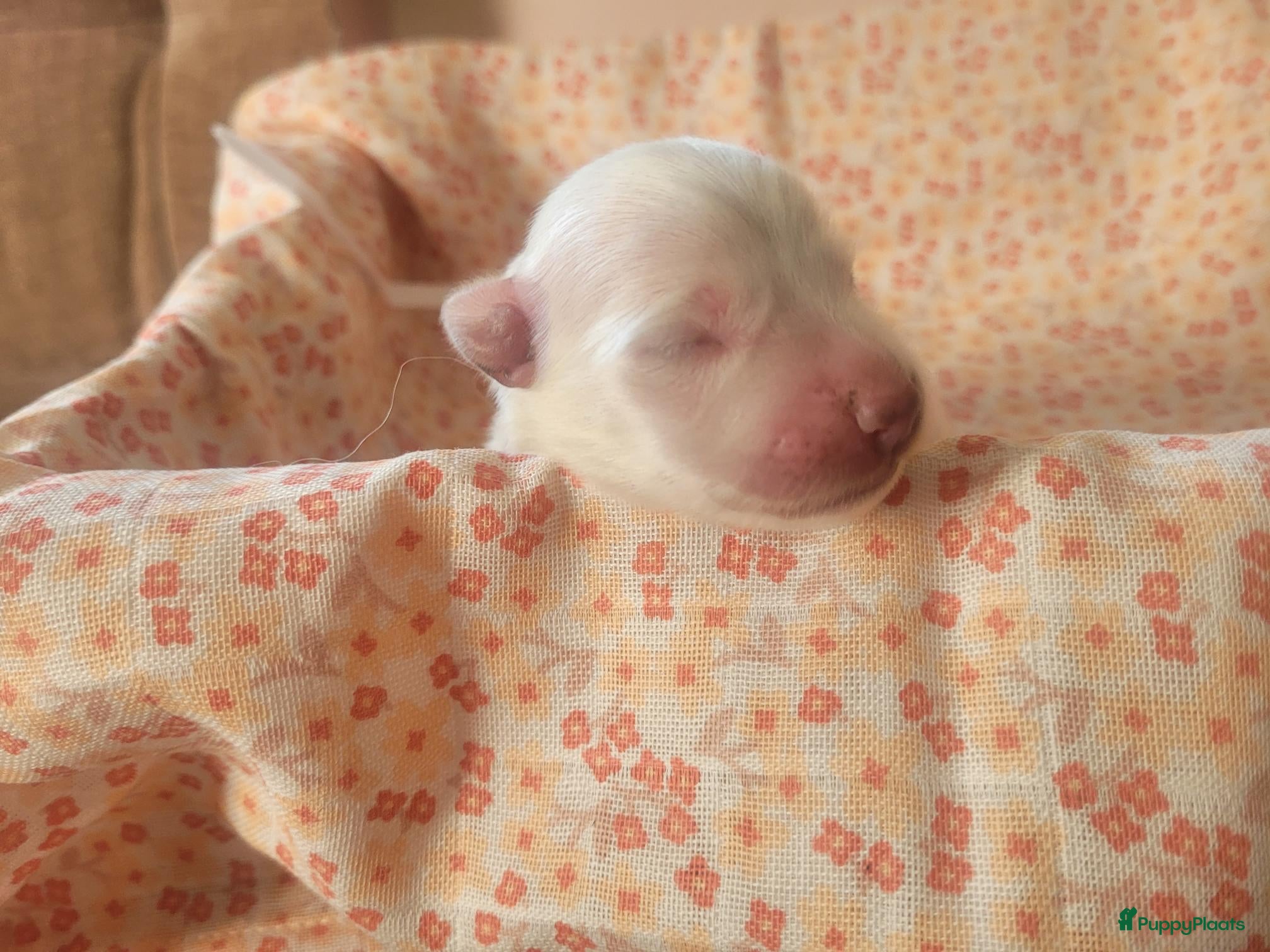 Zwitserse Witte Herdershond honden 6 prachtige Zwitserse Witte Herder pups te koop  - Advertentie 2
