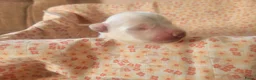 Zwitserse Witte Herdershond honden te koop: 6 prachtige Zwitserse Witte Herder pups te koop  - Advertentie 2