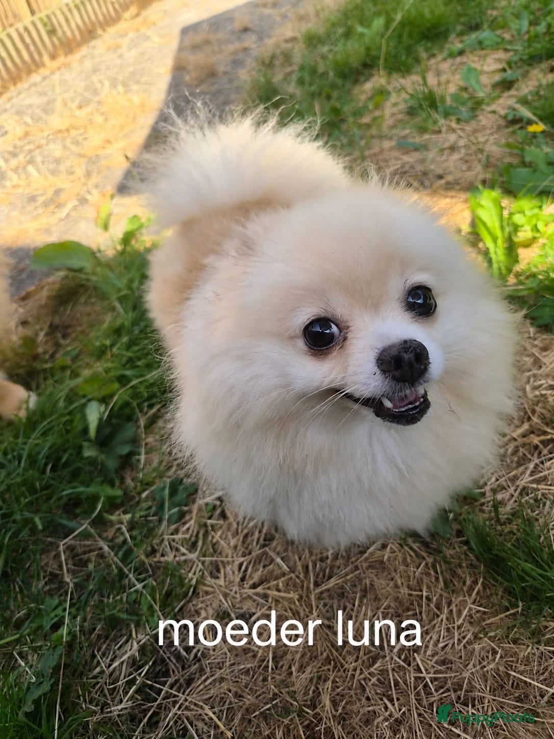 Pomeriaan honden Schattige Pommeriaan Puppy's  - Advertentie 2