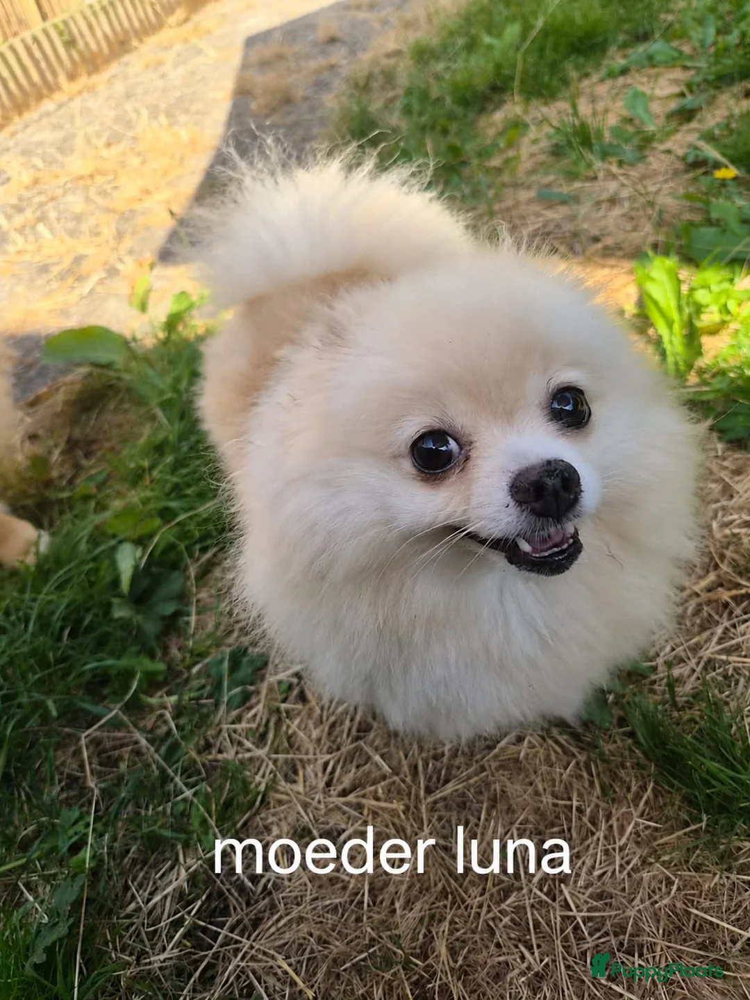 Pomeriaan honden te koop: Schattige Pommeriaan Puppy's  - Advertentie 2