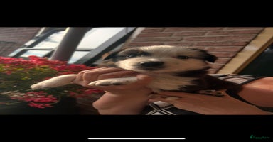 Australian Shepherd honden - Advertentie 1