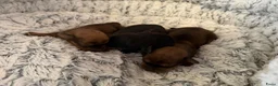 Kruising honden te koop:  Dwergpincher x Chihuahau X Kaninchenteckel pups. - Advertentie 13