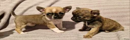 Chihuahua honden te koop: Uniek brindle chichuahua teefje - Advertentie 4