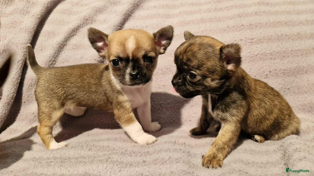 Chihuahua honden te koop: Uniek brindle chichuahua teefje - Advertentie 4