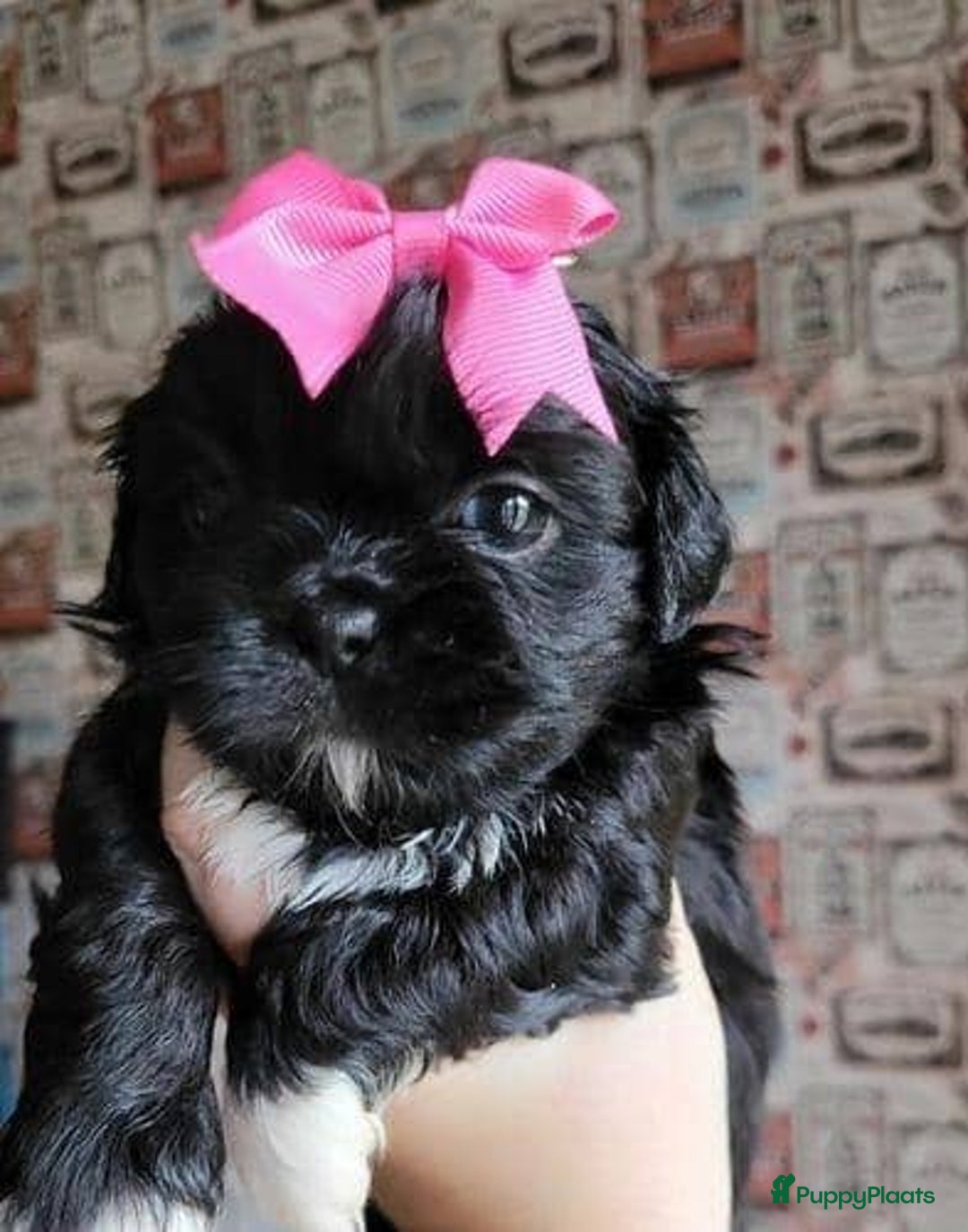 Shih Tzu honden te koop: Imperial Shih Tzu pups te koop - Advertentie 13