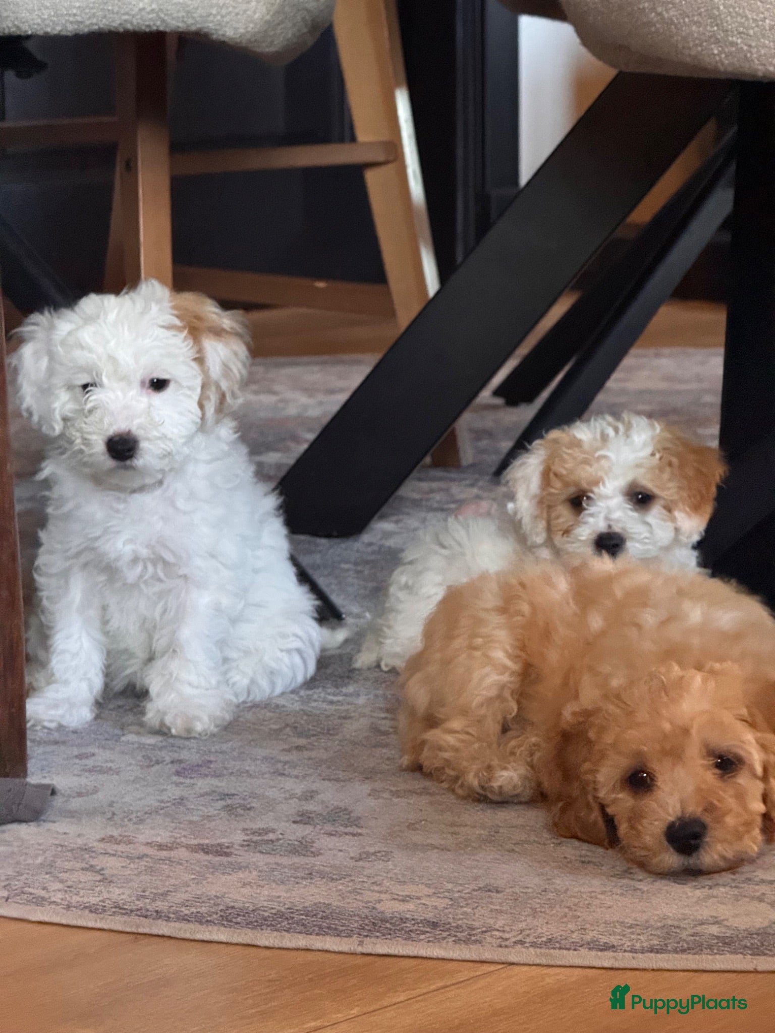 Kruising honden Labradoodle pups mini - Advertentie 2