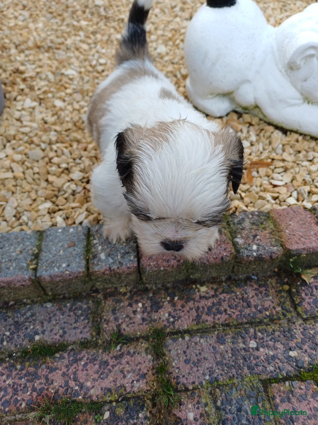 Shih Tzu honden te koop: leuke lieve ras zuiver shih tzu pups - Advertentie 21