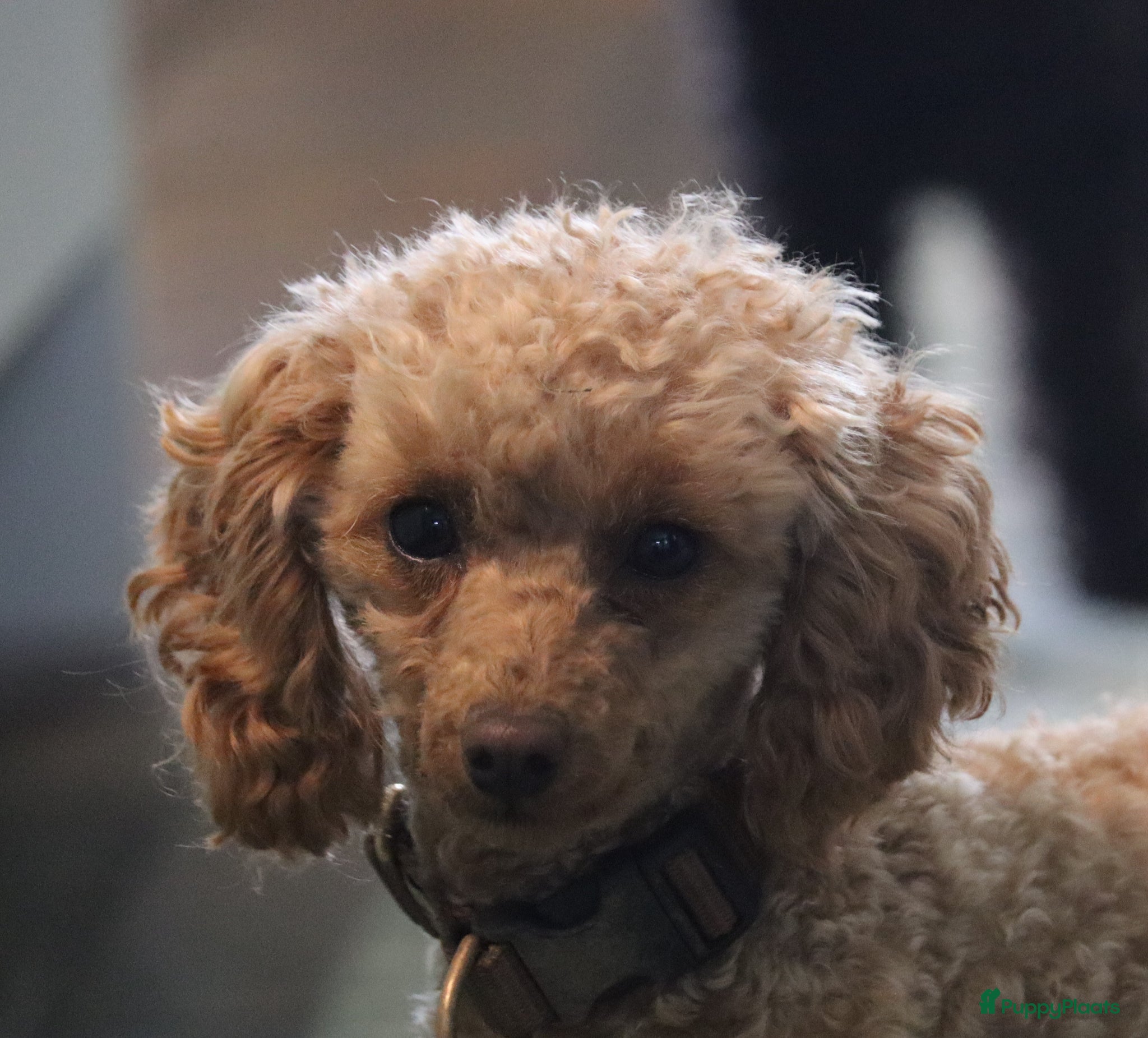Poedel Toy honden Te verwachten: Toypoedel pups - Advertentie 1