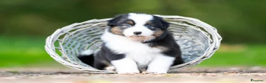 Australian Shepherd 1