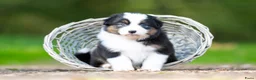 Australian Shepherd honden te koop: Australian shepherd pups - Advertentie 11