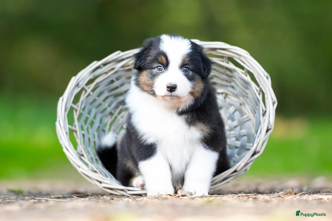Australian Shepherd honden te koop: Australian shepherd pups - Advertentie 11