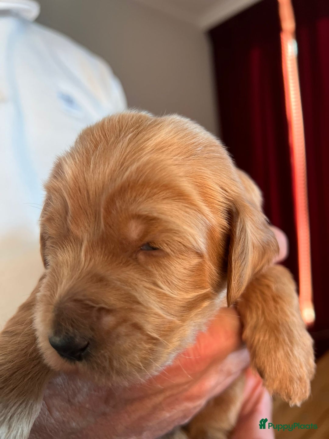 Kruising honden te koop: Labradoodle pups - Advertentie 2