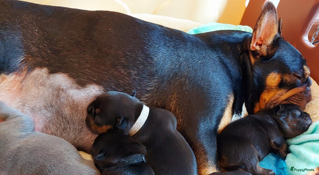 Franse Bulldog honden te koop: Prachtige Franse Bulldog pups met stamboom in Zoutleeuw - Afbeelding 18